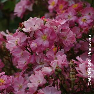 ©SUNFLOR - Primavera